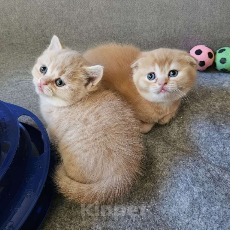 Кошки в Санкт-Петербурге: Муркотик Мальчик, 20 000 руб. - фото 5