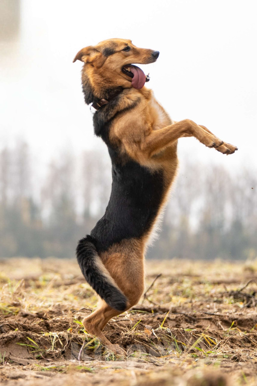 Собаки в Клине: Эрика — замечательная собака Девочка, Бесплатно - фото 4