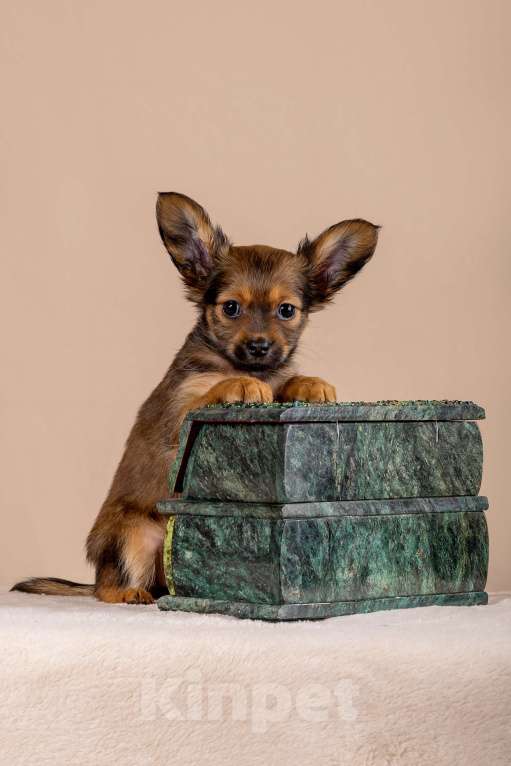 Собаки в Сосновом Бору: Щенок русского тоя длинношерстного Девочка, Бесплатно - фото 3