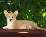 Собаки в Мытищах: Щенки вельш-корги пемброк Мальчик, Бесплатно - фото 3