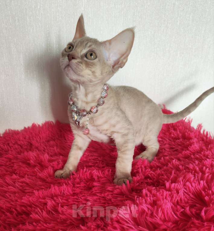Кошки в Горячем Ключе: Котенок Девон Рекс девочка лиловая табби Девочка, 60 000 руб. - фото 3
