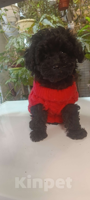 Собаки в других городах Московской области: Той пуделята.  Девочка, 45 000 руб. - фото 1