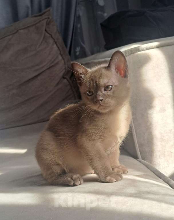 Кошки в Ставрополе: Бурманский коиенок Мальчик, Бесплатно - фото 7