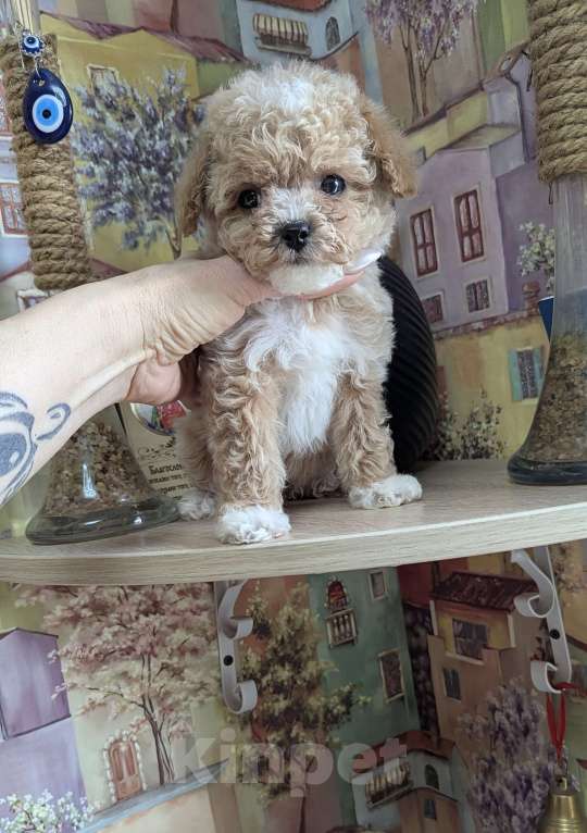 Собаки в Москве: Мальтипу мини Девочка, 90 000 руб. - фото 1