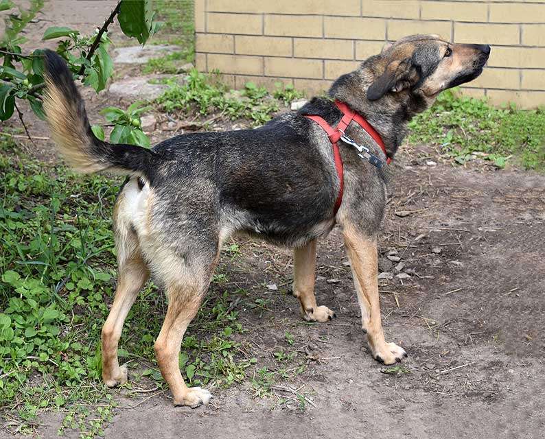 Собаки в Санкт-Петербурге: Бара — собака, которая слишком долго ждёт своего человека Девочка, Бесплатно - фото 2