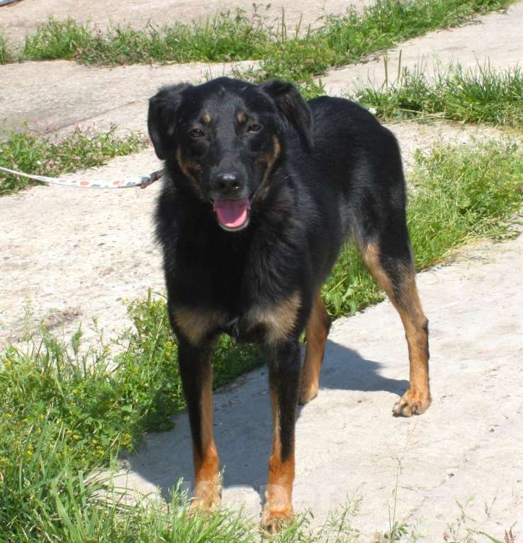 Собаки в Москве: Ласковая, добрая собака Альма ждет своего родного ЧЕЛОВЕКА! Девочка, Бесплатно - фото 2