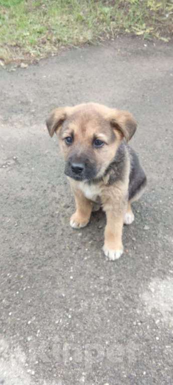 Собаки в Новомосковске: Щенок в добрые руки Девочка, Бесплатно - фото 1