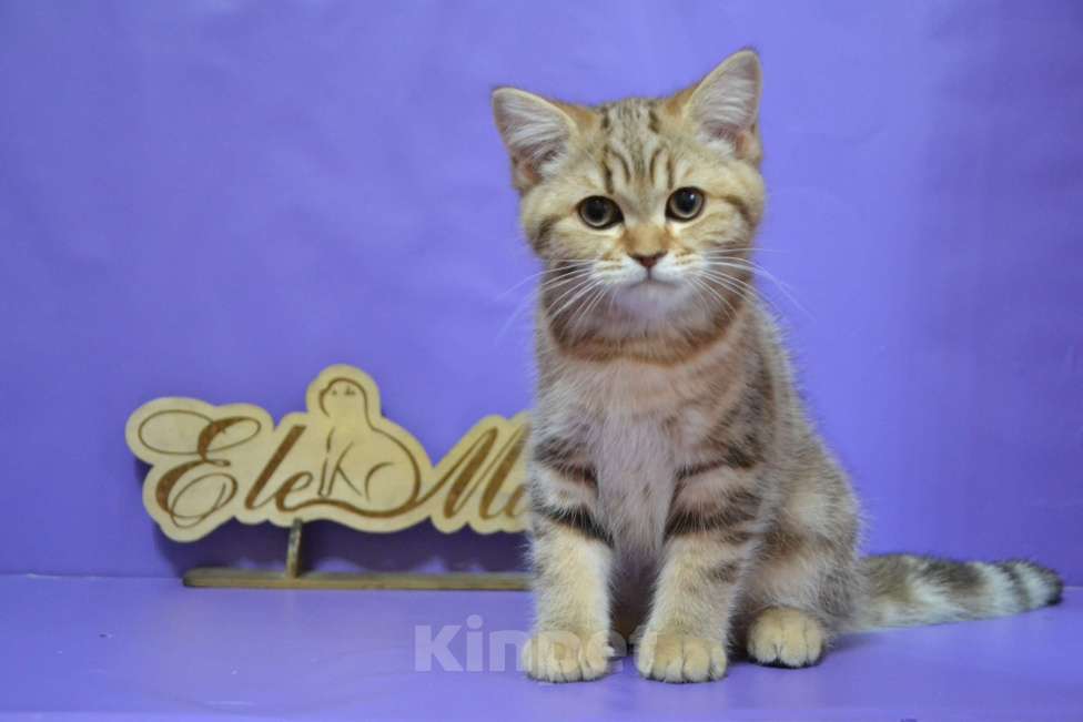 Кошки в Москве: Мраморный страйт Мальчик, 40 000 руб. - фото 5