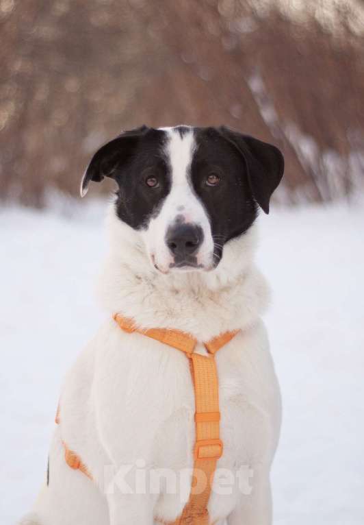 Собаки в Москве: Позитивный и общительный Макс в добрые руки Мальчик, Бесплатно - фото 2