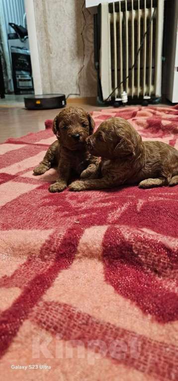 Собаки в Москве: Щенки Карликового пуделя Мальчик, 65 000 руб. - фото 4