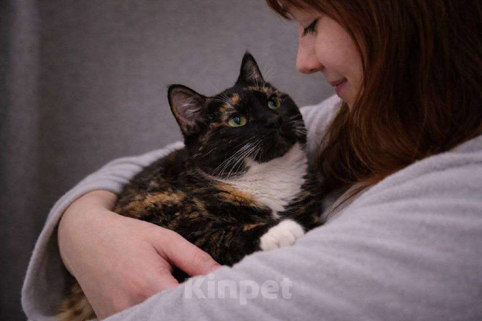 Кошки в Санкт-Петербурге: Нежная трехцветочка ищет добрые руки Девочка, Бесплатно - фото 2