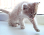 Кошки в Оренбурге: Котенок в добрые руки Девочка, 1 руб. - фото 3