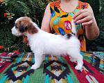 Собаки в Ставрополе: Высокопородные   щенки джек рассел  терьера  Девочка, Бесплатно - фото 5