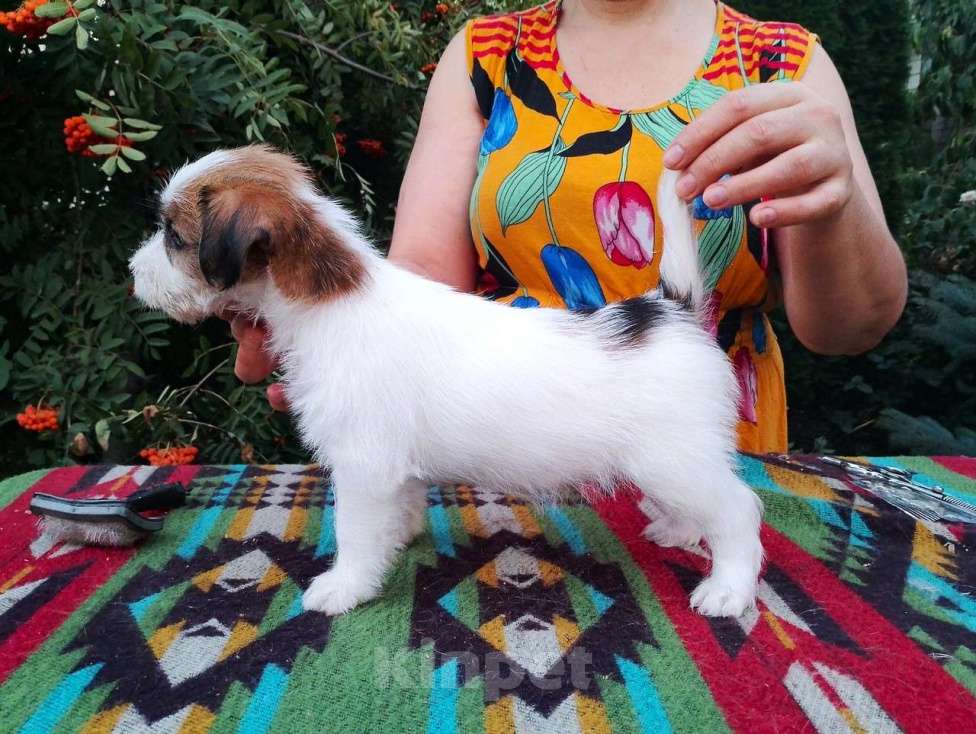 Собаки в Ставрополе: Высокопородные   щенки джек рассел  терьера  Девочка, Бесплатно - фото 5