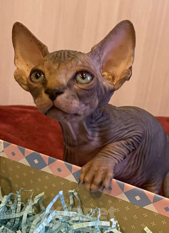 Кошки в Москве: Топовый котёнок канадского сфинкса Мальчик, 50 000 руб. - фото 2