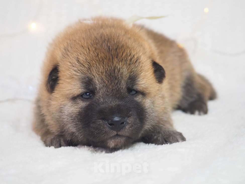 Собаки в Москве: Щенки сиба  Мальчик, 30 000 руб. - фото 2