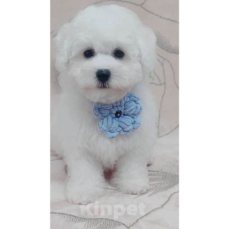 Собаки в Москве: Бишон Фризе чистокровные щенки РКФ Москва Девочка, 80 000 руб. - фото 1