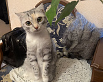 Кошки в Курске: Кошечка Муся Девочка, Бесплатно - фото 1