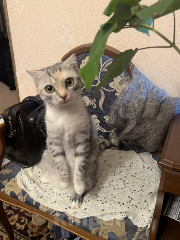 Кошки в Курске: Кошечка Муся Девочка, Бесплатно - фото 1