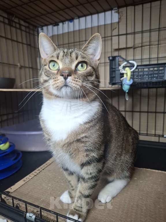 Кошки в Москве: Бруни едет на выставку-пристройство WOOF в Москву  Мальчик, Бесплатно - фото 10