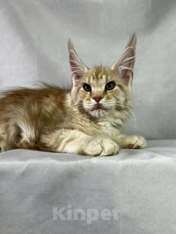 Кошки в Москве: Мейн-кун котята Девочка, 35 000 руб. - фото 4