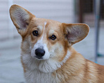 Собаки в Москве: Взрослая девочка корги пемброк Девочка, 5 000 руб. - фото 1