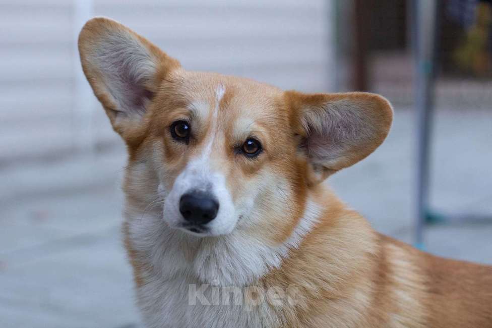 Собаки в Москве: Взрослая девочка корги пемброк Девочка, 5 000 руб. - фото 1