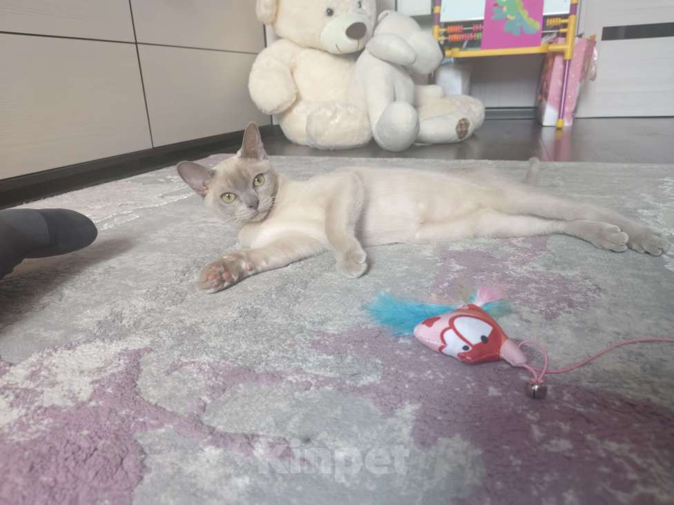 Кошки в Лыткарино: Бурманские котята Мальчик, 30 000 руб. - фото 2