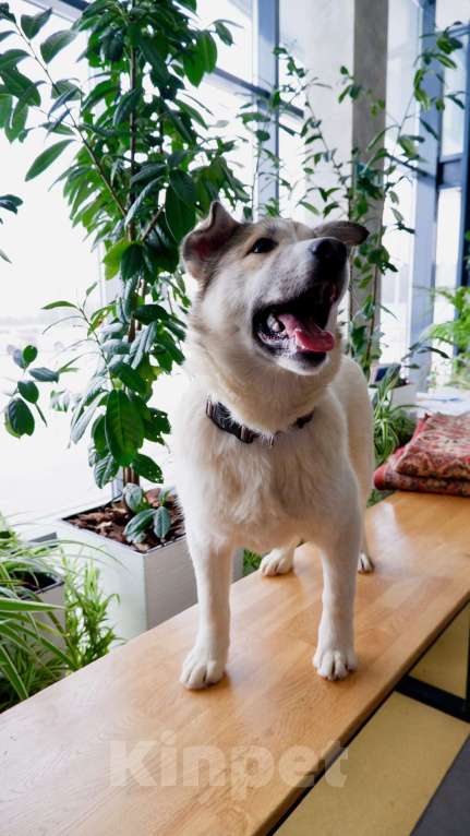 Собаки в Подольске: Очаровательный песик Каспий в добрые руки Мальчик, Бесплатно - фото 5