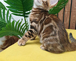 Кошки в Москве: Бенгальстке котята с документами. Мальчик, 55 000 руб. - фото 3