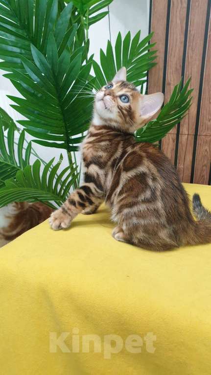 Кошки в Москве: Бенгальстке котята с документами. Мальчик, 55 000 руб. - фото 3