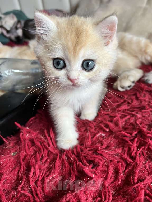 Кошки в Воронеже: Нежный, ласковый мальчик  Мальчик, 40 000 руб. - фото 10