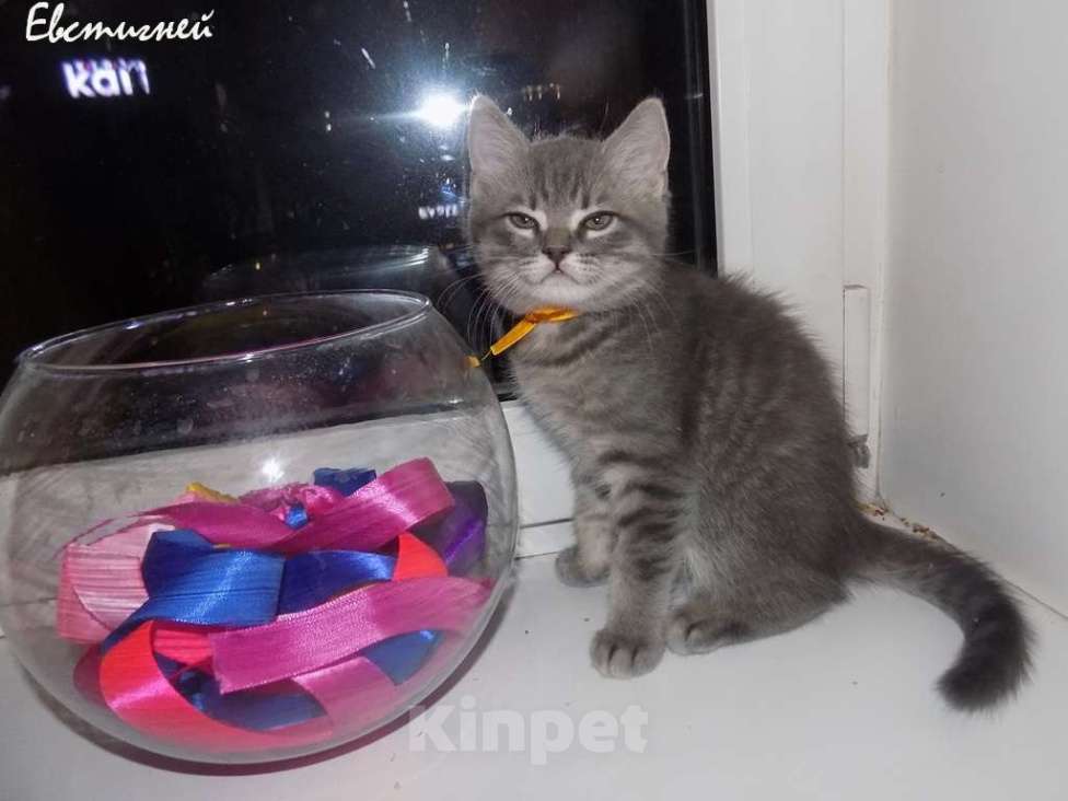 Кошки в Москве: Шотландский короткошерстные прямоухие котята Мальчик, 12 000 руб. - фото 7