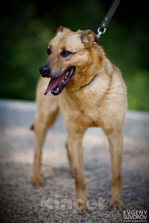 Собаки в Москве: Киоки Мальчик, Бесплатно - фото 8