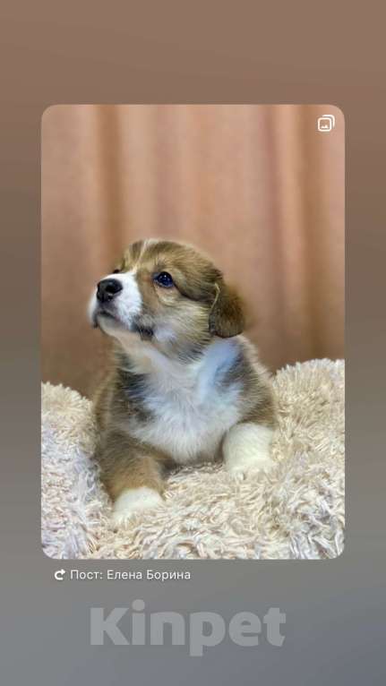 Собаки в Вологде: Щенки вельш корги пемброк  Мальчик, 50 000 руб. - фото 1