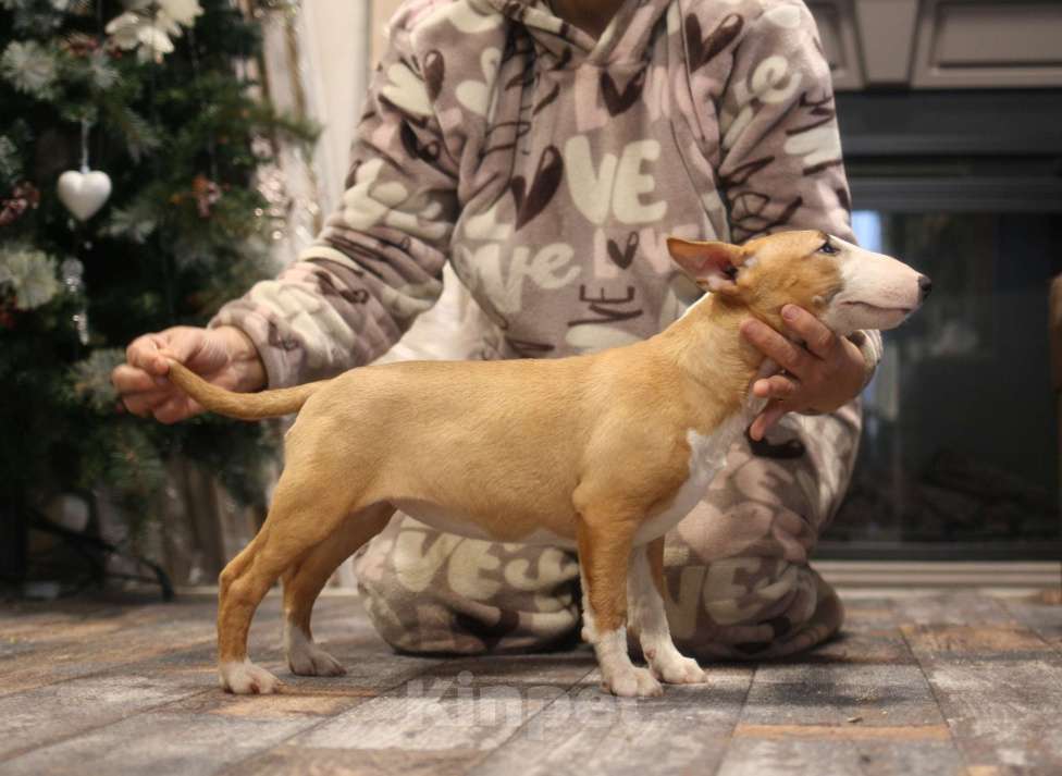 Собаки в Всеволожске: ММ ОКИНАВА ОСЕННИЙ ВАЛЬС Девочка, 80 000 руб. - фото 3