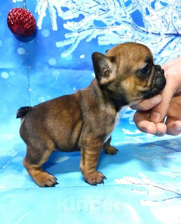 Собаки в Красноармейске: Щенки французкого бульдога Мальчик, 30 000 руб. - фото 4