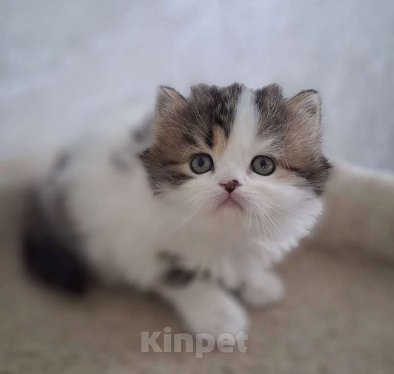 Кошки в Ярославле: Шотландский длинношерстный малыш Мальчик, 35 000 руб. - фото 7