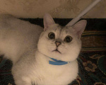 Кошки в Нытве: Кот на Вязку чисто кровная шиншилла, 1 000 руб. - фото 6
