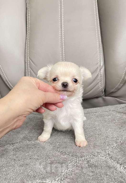 Собаки в Люберцах: Чихуахуа  Мальчик, 37 000 руб. - фото 5