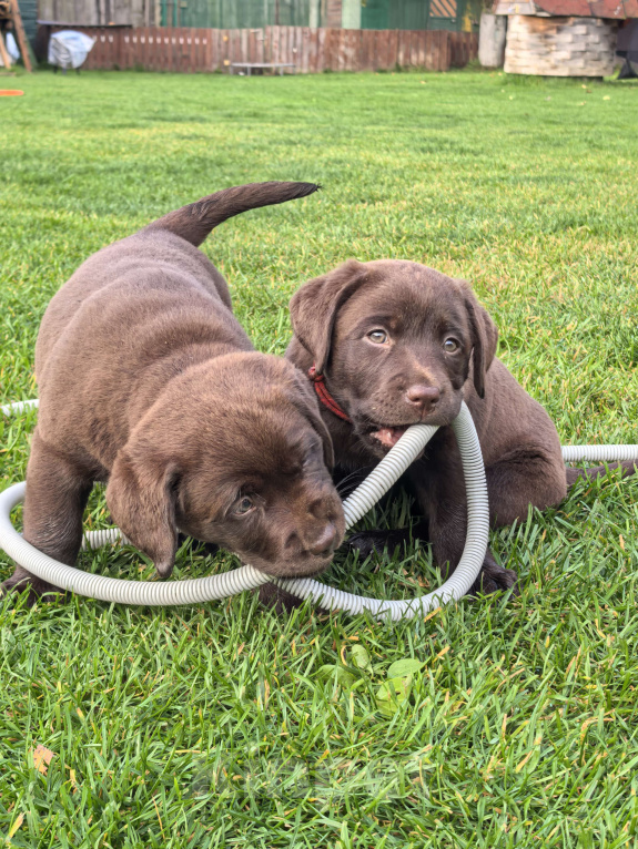 Собаки в других городах Московской области: Щенки Лабрадора Девочка, 80 000 руб. - фото 3