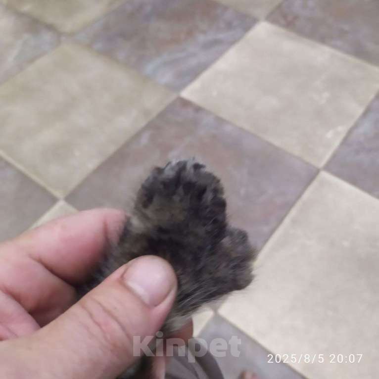 Кошки в других городах Московской области: Ищет ласкового хозяина Девочка, 30 000 руб. - фото 4