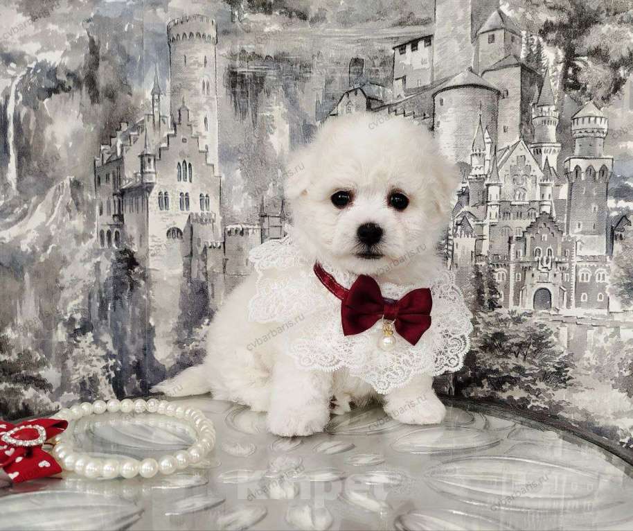 Собаки в Москве: Бишон фризе щенки Девочка, 130 000 руб. - фото 3