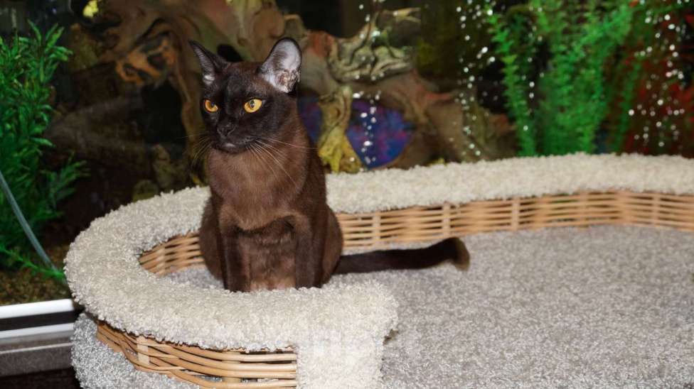 Кошки в Котельнике: Бурманские котята Мальчик, 50 000 руб. - фото 7