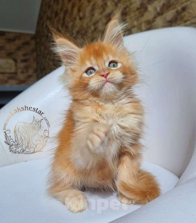 Кошки в Москве: Котенок мейн кун из питомника  Мальчик, 80 000 руб. - фото 6