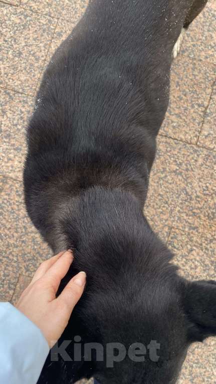 Собаки в Москве: Найдена собака Речной вокзал Девочка, Бесплатно - фото 2