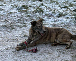 Собаки в других городах Владимирской области: Взрослая и красивая собака в добрые руки бесплатно  Девочка, Бесплатно - фото 1