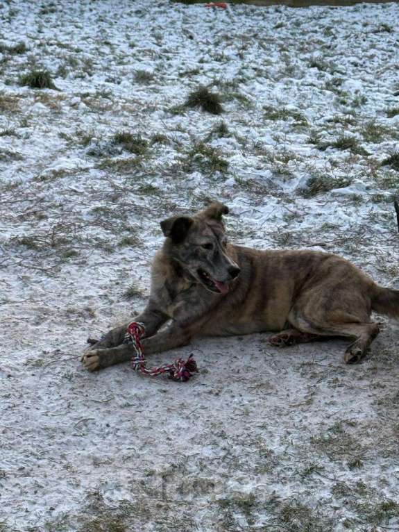 Собаки в других городах Владимирской области: Взрослая и красивая собака в добрые руки бесплатно  Девочка, Бесплатно - фото 1