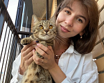 Кошки в Новосибирске:  Кошка пиксибоб Девочка, Бесплатно - фото 2