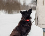 Собаки в других городах Московской области: Собака в добрые руки Девочка, Бесплатно - фото 4